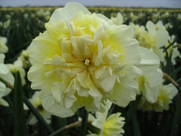 Narcis Ice King